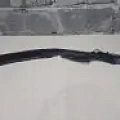 Датчик положения двери багажника Renault Koleos Датчик положения двери багажника Renault Koleos HZG 2016- крупный план